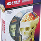 Tedco Human Anatomy Cranial Skull