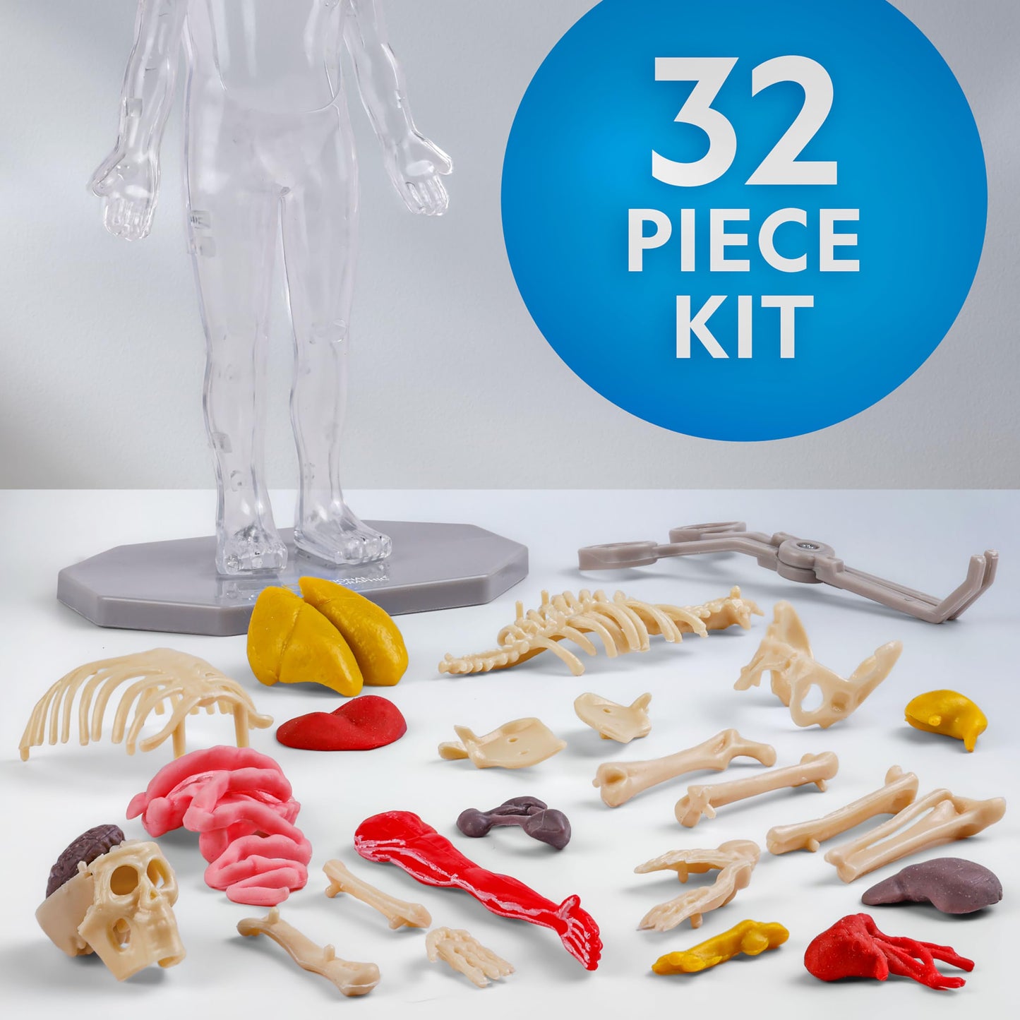 National Geographic Human Body Model for Kids 32-Piece Anatomy Set
