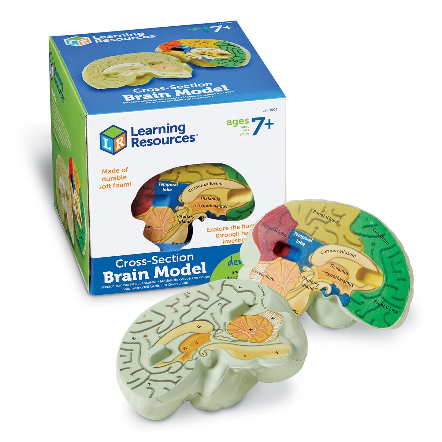 Learning Resources Cross-section Brain Model - 2 Pieces, Ages 7+ Brain Anatomy Model, Brain Functions Model, Human Anatomy for Kids, Foam Brain
