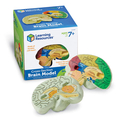 Learning Resources Cross-section Brain Model - 2 Pieces, Ages 7+ Brain Anatomy Model, Brain Functions Model, Human Anatomy for Kids, Foam Brain