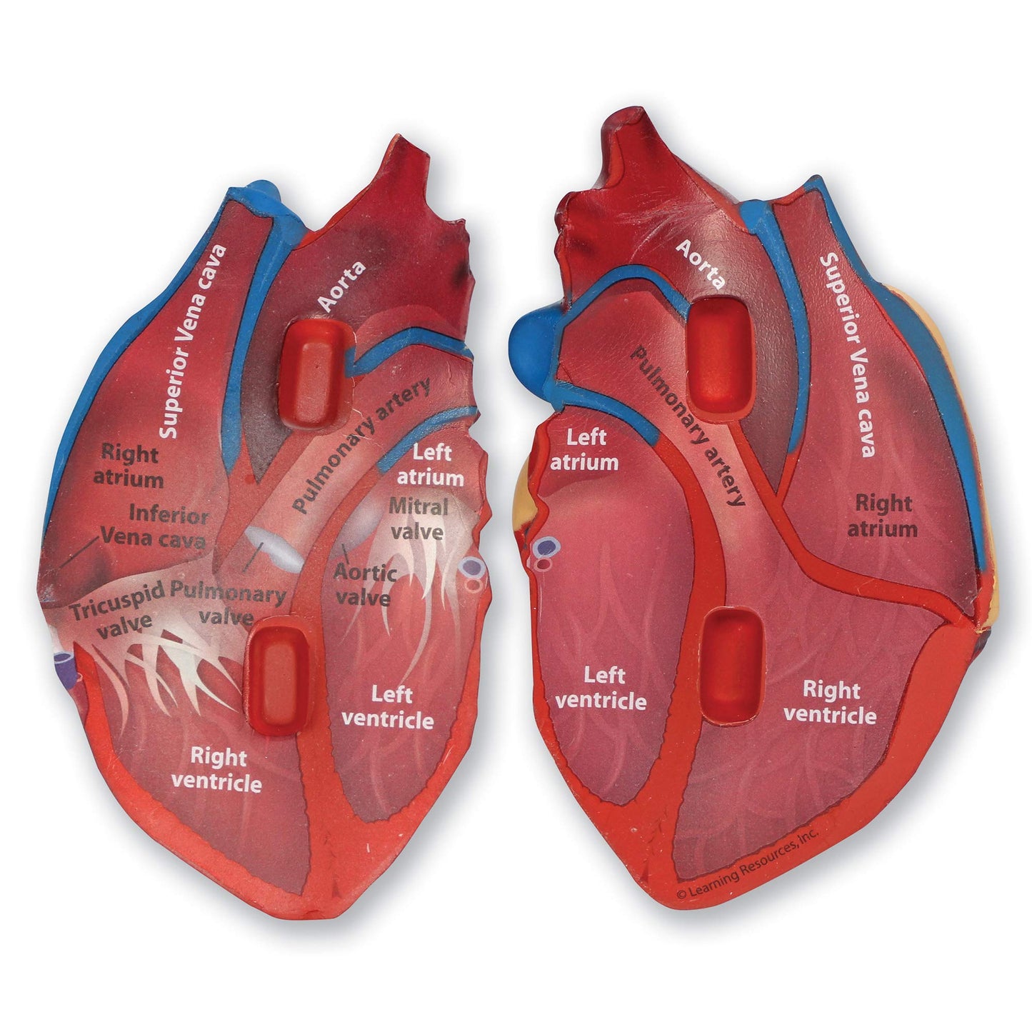 Learning Resources Cross-Section Human Heart Model - Practice Anatomy, Cardiology Artery and Veins Study Tools, Classroom Must Haves, STEM Student