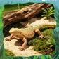 Rich Boxer 5'' Lizard Figurine Bearded Dragon Animal Figurine Plastic Lizard Reptile Model for Home Garden Decoration