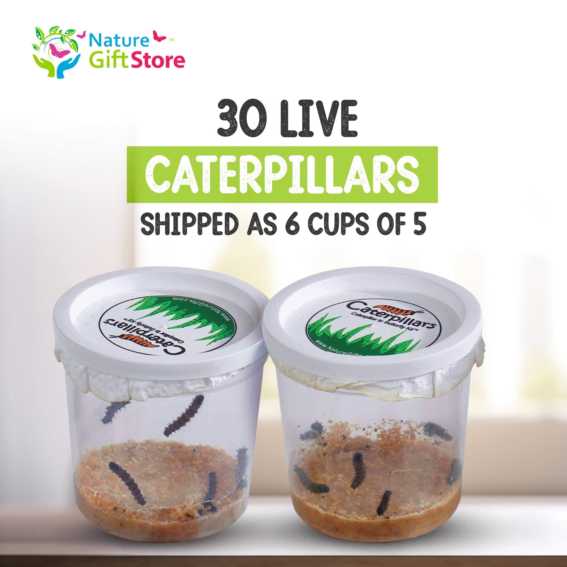 30 Live Caterpillars for Butterfly Kits, Refill with Food and Instructions