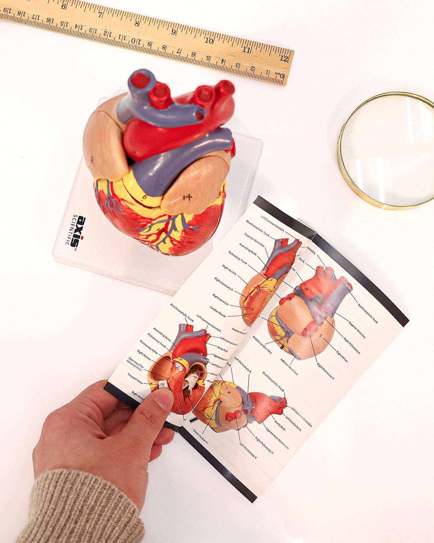 Axis Scientific Life-Size Human Heart Model