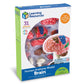 Learning Resources Brain Model - Anatomy and Science Classroom Must Haves, Neuro Health and Human Body Model, STEM Study Tools, Back to School Kits