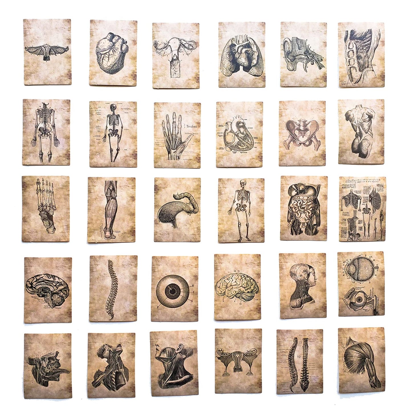 55 pcs Anatomy Vinyl Sticker Pack- Vintage Human Anatomy and Physiology Study Tools of Body Organs, Muscles, Soft Tissues, Medical Gifts for Biology