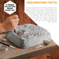 Discovery Colossal Fossil Dig Set, 15-Piece Archeology Excavation Kit, Uncover Real Shark Teeth and More, STEM Toys for Boys and Girls
