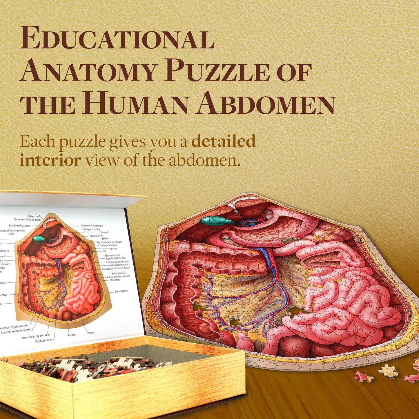 Genius Games Human Abdomen Anatomy Jigsaw Puzzle | Dr Livingston's Unique Shaped Science Puzzles, Accurate Medical Illustrations of the Body, Organs