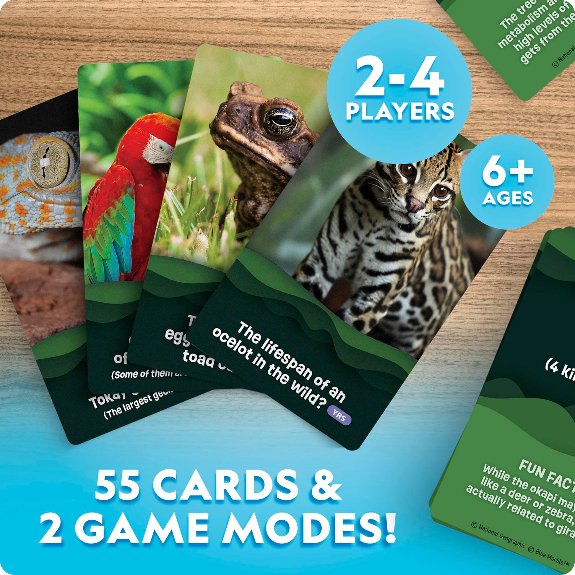 National Geographic Anyone's Guess Rainforest Animals Trivia Cards - Kids Trivia Card Game with 55 Jumbo Cards, Animal Games, Trivia Game
