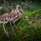 EWA Eco-Wood-Art Spider 3D Wooden Puzzle, Mechanical Model Kit, 293 Pieces, Ages 14+, 9.45 x 13.78 Inches, Wood