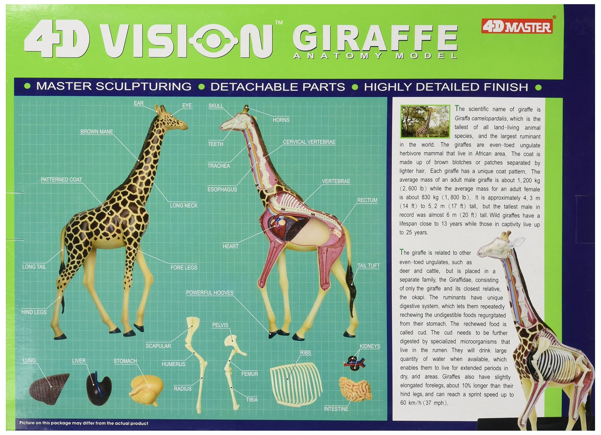 Famemaster 4D Vision Giraffe Anatomy Model, 14.5 inches