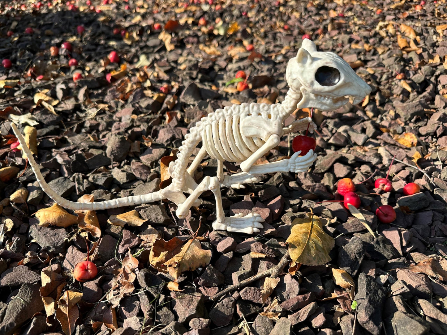 Crazy Bonez Skeleton Squirrel - 7" Halloween Skeleton Animal Decoration with Bendable Tail, Durable All-Weather Plastic, Realistic Bone Detail