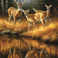 SUNSOUT INC - Whitetail Reflections - 550 pc Jigsaw Puzzle by Artist: Rosemary Millette - Finished Size 15" x 24" - MPN# 30923