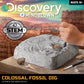 Discovery Colossal Fossil Dig Set, 15-Piece Archeology Excavation Kit, Uncover Real Shark Teeth and More, STEM Toys for Boys and Girls