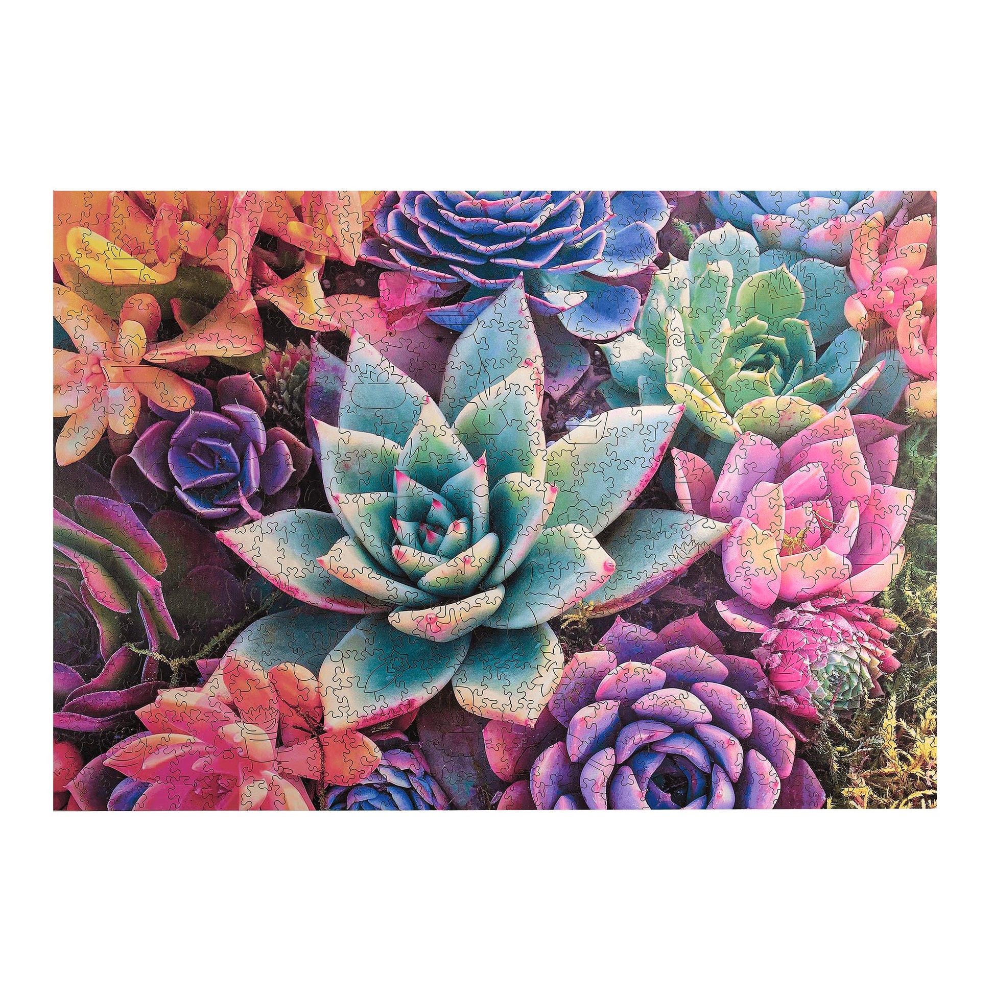 Buffalo Games - 500 Piece Wooden Jigsaw Puzzle Simple Succulents, Whimsy Cut Pieces, 26.75 x 19.75, Poster, Cloth Bag, Wooden Box, Adults 14+