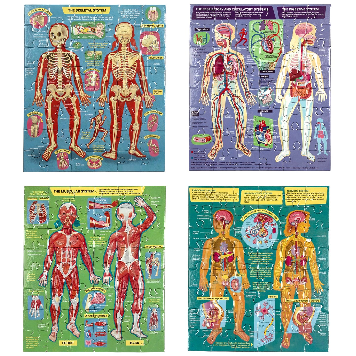 eeBoo Human Anatomy 48 Giant Piece Children's Puzzle, Four 12 PC Puzzles