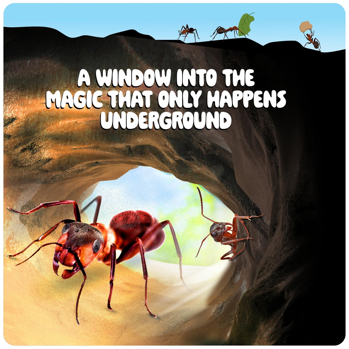 Dan&Darci Ant Farm Kit for Kids - Farms Colony - Includes Ants Voucher - Sand Habitat Kits - Bug Terrarium House - Educational Science Gifts for Kid