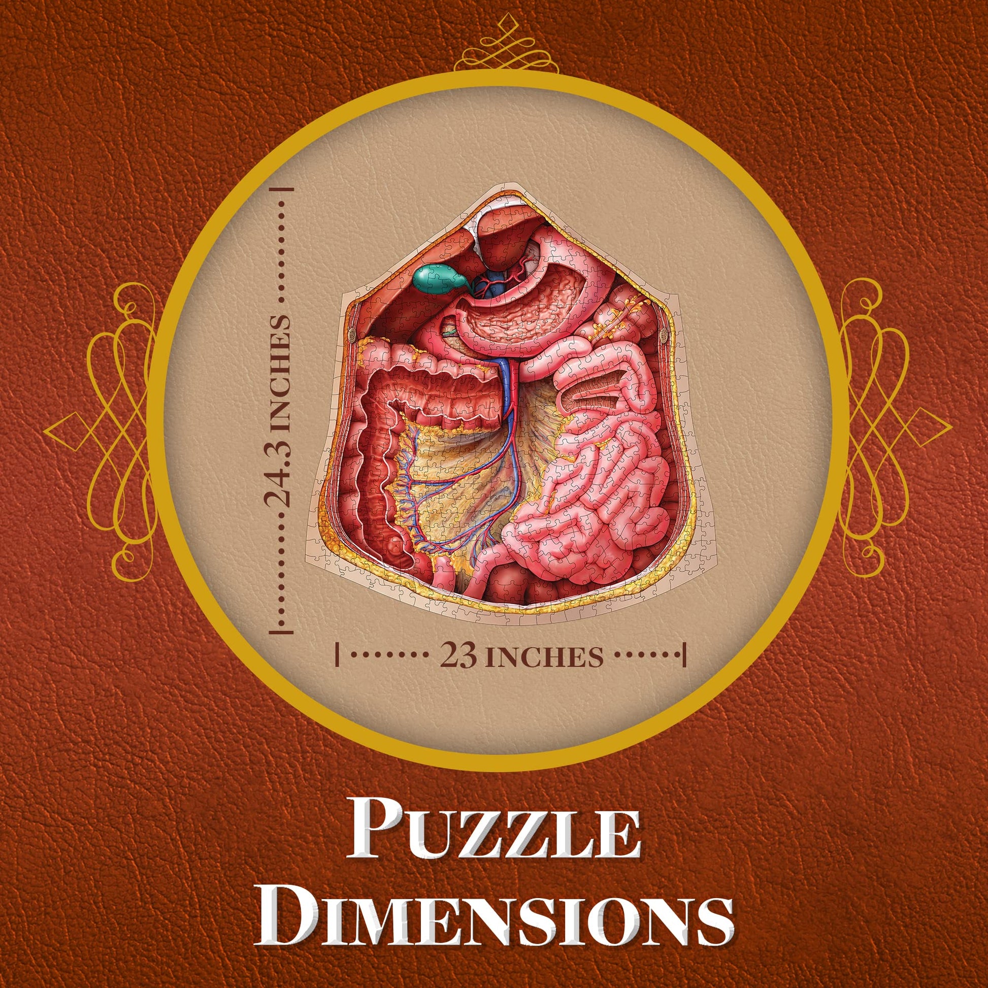 Genius Games Human Abdomen Anatomy Jigsaw Puzzle | Dr Livingston's Unique Shaped Science Puzzles, Accurate Medical Illustrations of the Body, Organs