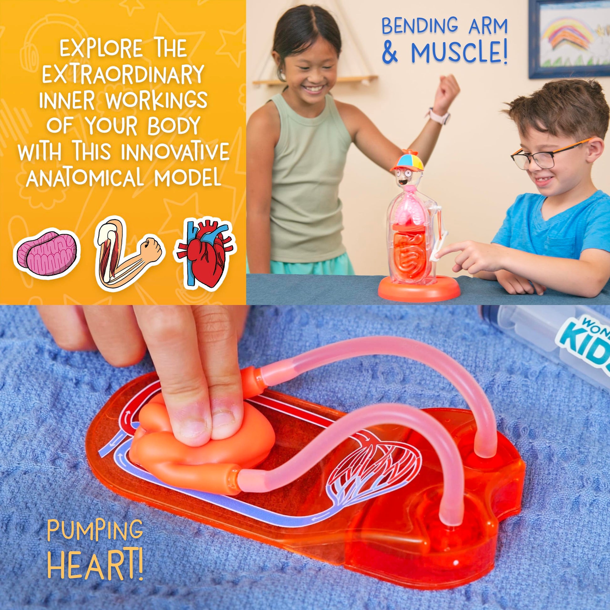 Wow in The World The Amazing Human Body Kit by Thames & Kosmos, Interactive Mechanical Anatomy Model w/Pumping Heart, Lungs, Digestive Tract