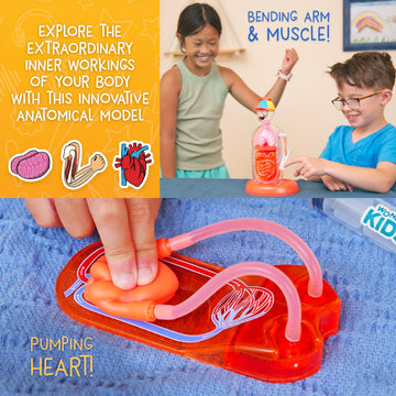 Wow in The World The Amazing Human Body Kit by Thames & Kosmos, Interactive Mechanical Anatomy Model w/Pumping Heart, Lungs, Digestive Tract