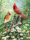 Springbok Golden Light 500 Piece Jigsaw Puzzle for Adults