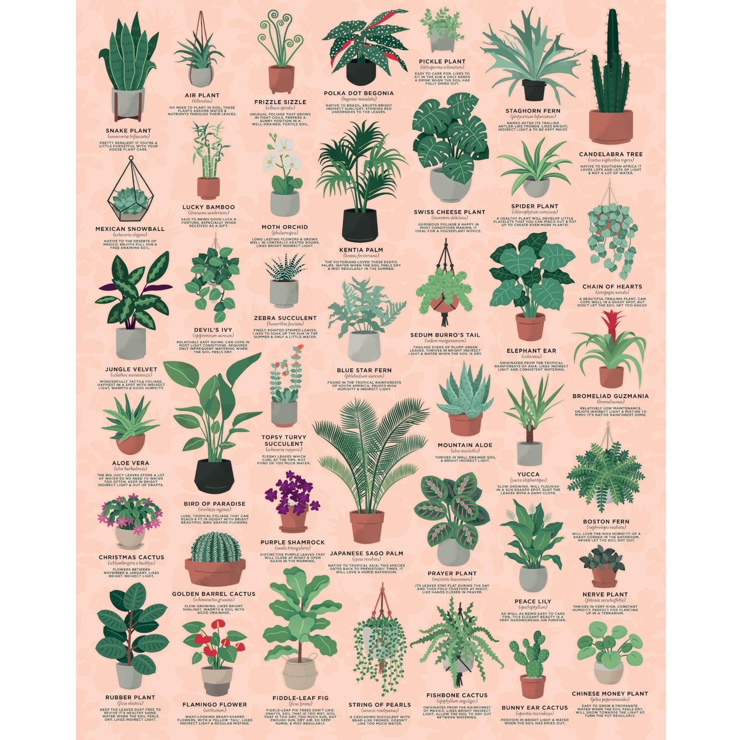 Ridley's Games: House Plants 1000-Piece Jigsaw Puzzle | Perfect for Plant Owners with Over 30 Unique Plants | Perfect Room Décor Once Completed |