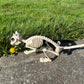 Crazy Bonez Skeleton Squirrel - 7" Halloween Skeleton Animal Decoration with Bendable Tail, Durable All-Weather Plastic, Realistic Bone Detail