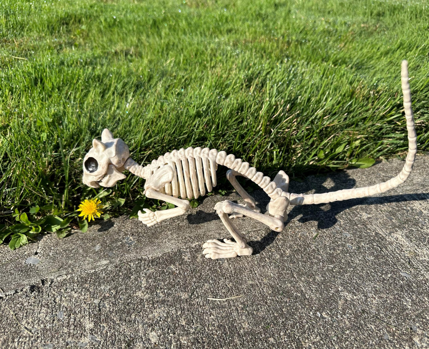 Crazy Bonez Skeleton Squirrel - 7" Halloween Skeleton Animal Decoration with Bendable Tail, Durable All-Weather Plastic, Realistic Bone Detail