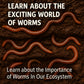 ES EVVIVA SCIENCES Worm Habitat Kit - Transparent Ecosystem Learning Container for Worm Observation and Soil Layer Studies - Composting Science