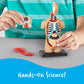 Learning Resources Human Body Model, Science Classroom Demonstration Tools, Realistic Human Anatomy Display, 31 Pieces, Grades 3+, Ages 8+