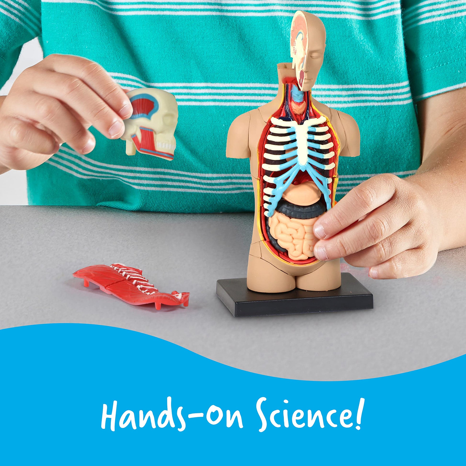 Learning Resources Human Body Model, Science Classroom Demonstration Tools, Realistic Human Anatomy Display, 31 Pieces, Grades 3+, Ages 8+
