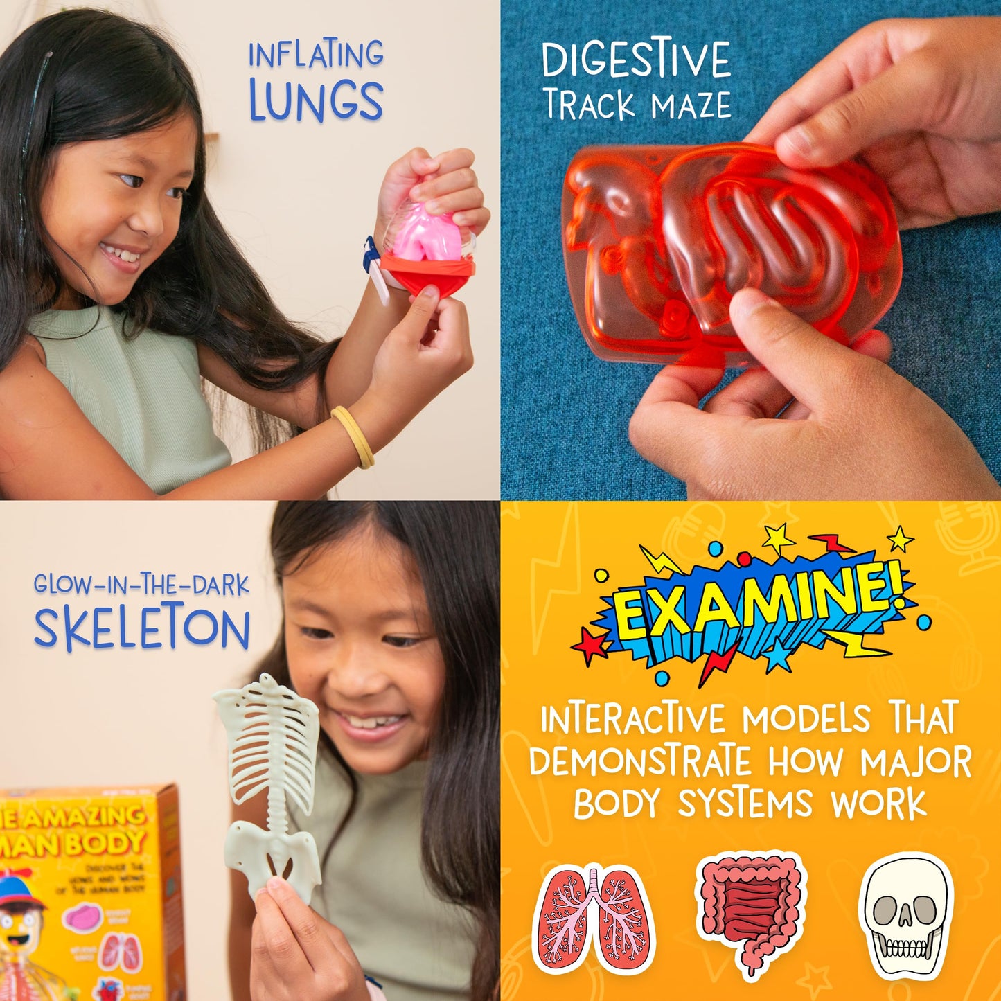 Wow in The World The Amazing Human Body Kit by Thames & Kosmos, Interactive Mechanical Anatomy Model w/Pumping Heart, Lungs, Digestive Tract