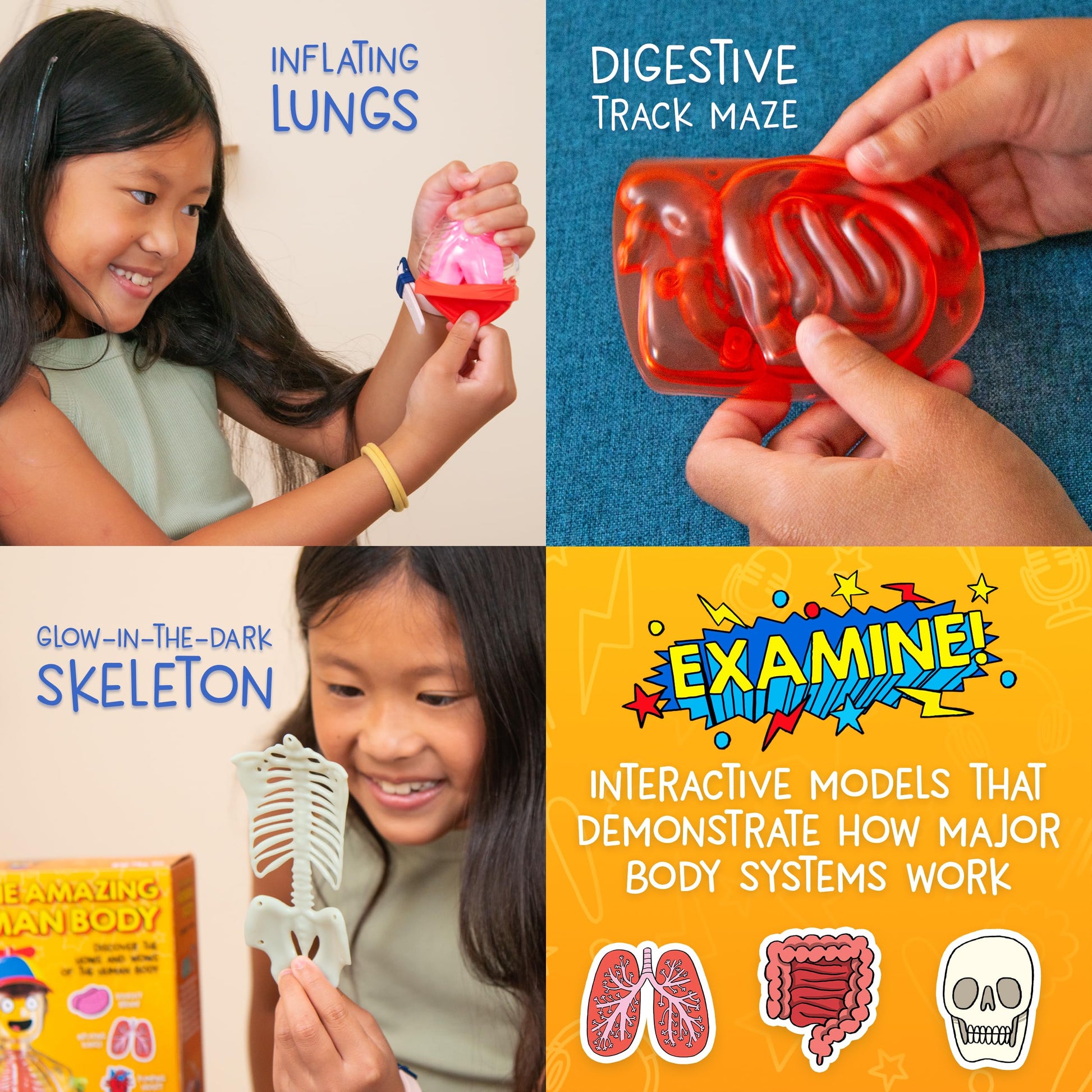 Wow in The World The Amazing Human Body Kit by Thames & Kosmos, Interactive Mechanical Anatomy Model w/Pumping Heart, Lungs, Digestive Tract