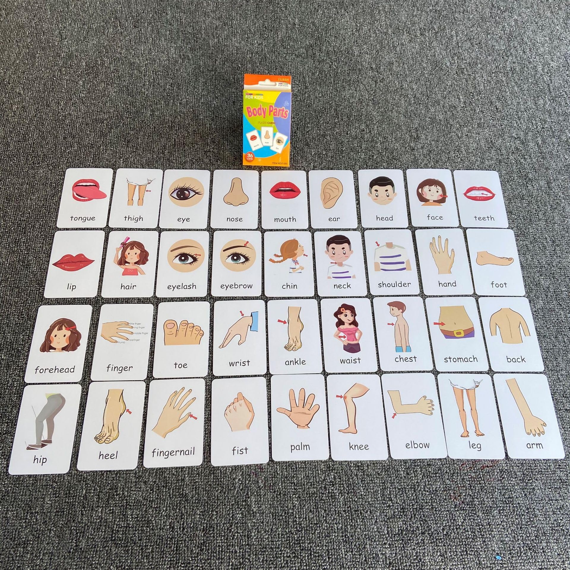 Flash Cards for Toddlers, Educational Learning Set of 144, Body Animal Food Fruit Cards, Ages 3-6, Montessori Preschool Learning Toys for Kindergarten