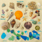 Beachcomber Treasure Hunt - Beach Paydirt with Shells, Sea Glass, Pearl, Fossils & Crystals