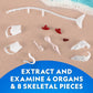 National Geographic Glow-in-the-Dark Shark Dissection Kit for Kids