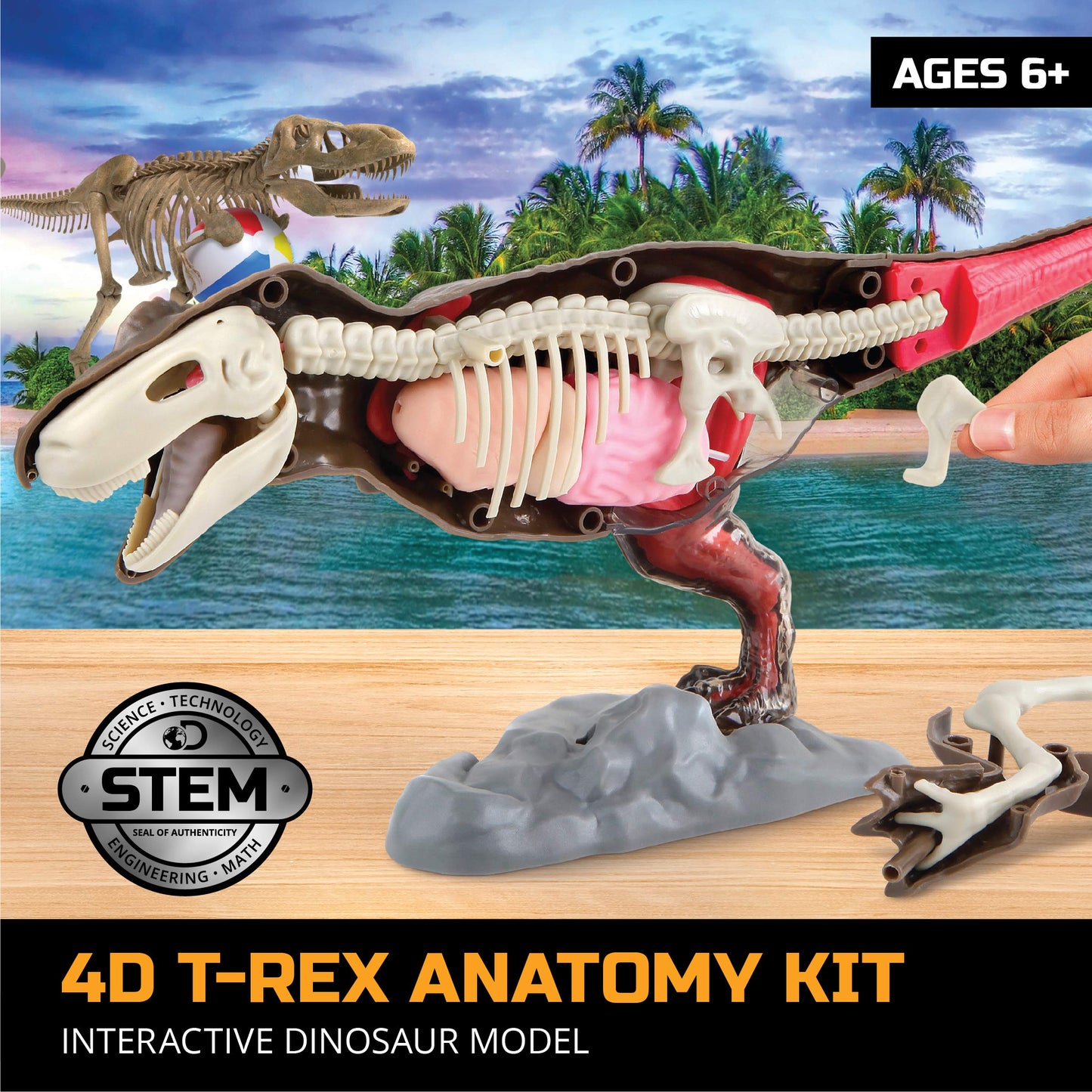 Discovery™ 4D T-Rex Anatomy Kit, Jurassic Dinosaur Puzzle Figure, Interactive Archaeology & Paleontology Model, Learn Science & Biology, Fun