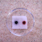 ALDON Innovating Science Forensic Chemistry: Gun Shot Residue Presumptive Test Kit - Materials for 30 Tests